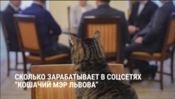 "Котячий мэр" Левчик: участвует в переговорах и собирает деньги на помощь животным