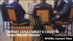 "Котячий мэр" Левчик: участвует в переговорах и собирает деньги на помощь животным